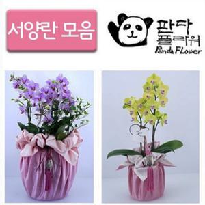 PFA015 시부모/장인장모님 생일/생신 축하 선물용 꽃 호접란 서양란 화분 찐추천 인싸템 주문 발송배달 추천