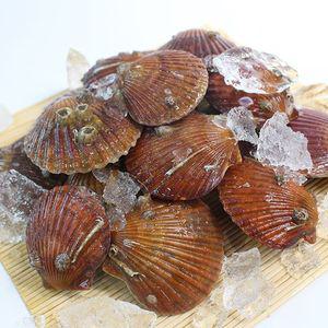 통통한 고성 홍가리비 1kg