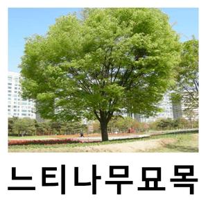 느티나무 묘목 실생3년 5주묶음