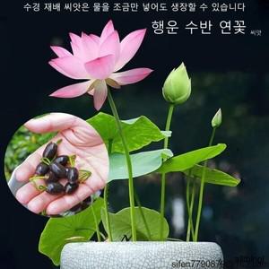 미니연꽃 씨앗 100톨 수생재배 전용
