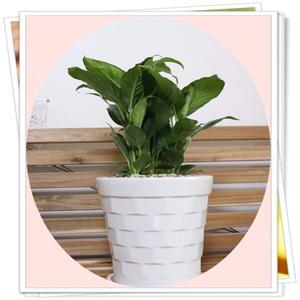 스파트필름/spathiphyllum/고급화분분갈이제품/축하화분/가습효과/개업/집들이/플랜테리어