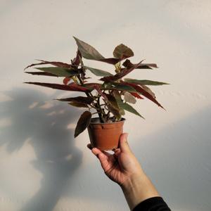 목베고니아 반려식물 소품 15~25cm 35