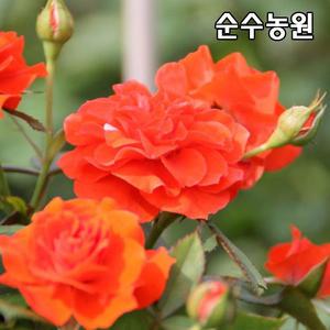 유럽사계덩굴장미 묘목, 오렌지 메이안디나 개화주 포트1개/넝쿨, 줄장미/꽃나무