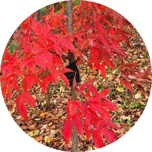 복자기단풍나무/Acer palmatum/묘목/정원수/조경수