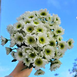 [포도밭] 소국 한단(10줄기) 생화 택배 꽃배달 꽃다발