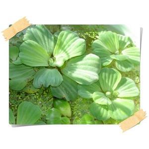 물배추/물상추/water tettuce/수생식물/실험용식물/취미/겨울철문의후구매