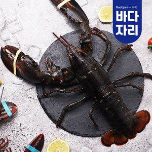 [바다자리](마산점)살아서 도착하는 활랍스타 1마리 600g내외
