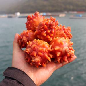 통영 멍게 활멍게 깐 손질