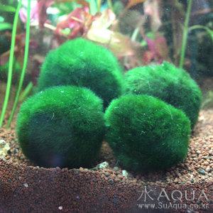 모스볼(Moss Balls) 1개/마리모/수초/수아쿠아/초보수초/귀여운수초/동그란수초/