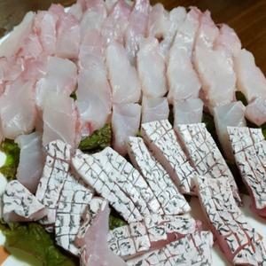 완도 자연산 민어회 3-6kg 껍질 민어부레 숙성회 보양 지리탕
