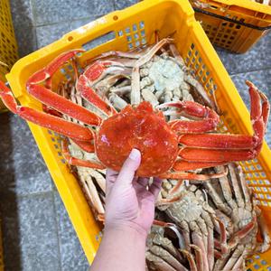 러시아산 S급 자숙 가정용 찜용 박달대게 3kg,수율 80% 내외
