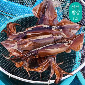 [품질보장] 더신선 서해안 자연산 활 오징어 1kg 4-5미 / 조업 즉시 산지직송