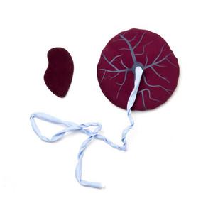 LAERDAL  MamaNatalie 분만 시뮬레이터 소모품 태반모형 340-17033