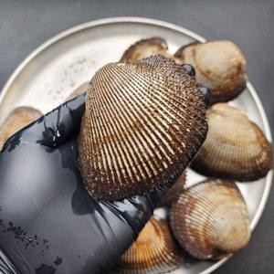 특대 피조개 피꼬막 2kg