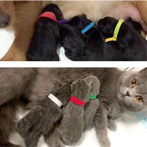 댕냥이 새끼 인식용 컬러 찍찍이 목걸이 애견산책용품 네임택 펜던트 고양이이름표