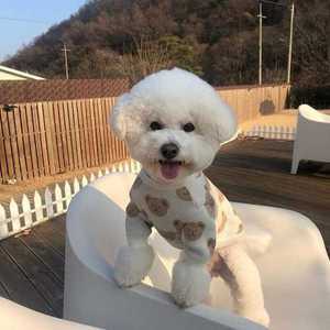반려니트 스웨터 겨울 견 옷 패션 귀여운 곰 따뜻한 개 티셔츠 치와와 요크셔 강아지 야외 중소형 애완