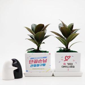 개업식 집들이 축하화분 이사 키우기좋은식물