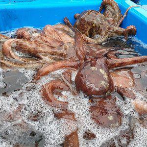 산지직송 고흥 생물 돌문어 1kg(2-3미)