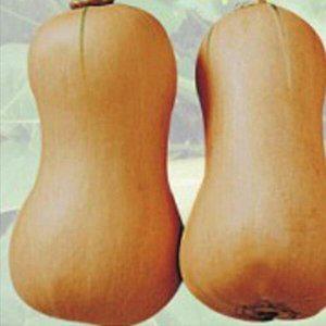 [셀러허브 1][HYD2J8JL_51CX]땅콩호박 씨 채소 열매 씨앗 종자 10립