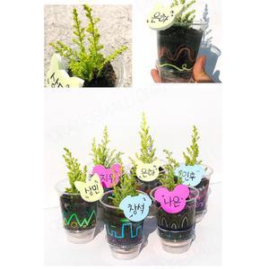 봄 피톤치드 식물 율마 키우기 체험 키트+관찰일지 6인 문화센터 만들기 교육교구 DIY