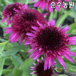 겹에키네시아, 블루베리 치즈케이크 5치포트 1개/허브 모종/다년초