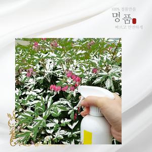 인기판매  식물해충제 화분 화초 응애 진딧물약 뿌리파리 빅카드 깍지 총채 꽃 진드기 벌레퇴치  소량판매