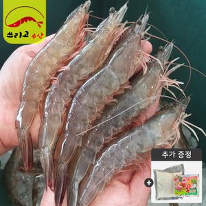 25년 당일조업 국내산 햇 활새우/대하1kg(30~35미) 산지발송 생새우, 흰다리새우 쓰리고수산