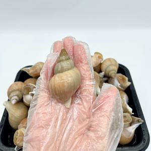 포항 자연산 생물 백골뱅이 백고동 1kg 생골뱅이 중 25~35미
