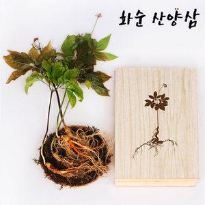 전남 화순 김석환님의 10-12년근 산양삼 5뿌리 장뇌삼