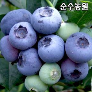 블루베리나무 묘목, 듀크 삽목3년 포트/유실수/과실수