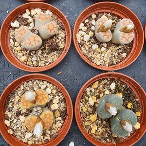 에덴플랜트 리톱스 (랜덤발송) 코노피튬 다육이 선인장 미니다육 귀여운 포인트 인테리어