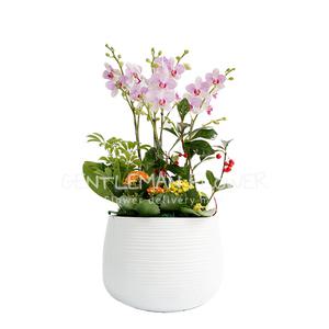 미니 호접란 청풍 (SH0149)[서양란/축하화분/승진/이취임]