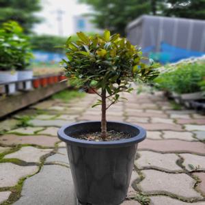 피어리스나무 조경수 야생화 외목대 토피어리 35~55cm 199