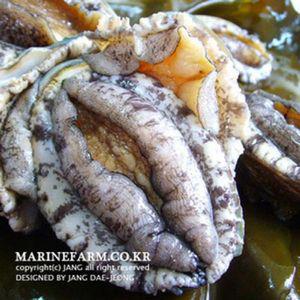 [제이아트] (BDLJ전복 9-10미 1kg)전복 완도전복 참전복 설날선물 구정선물 선