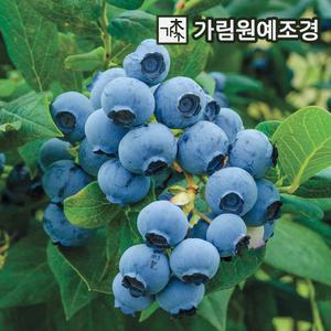 블루베리나무 스파르탄 묘목 5치포트 가림원예조경