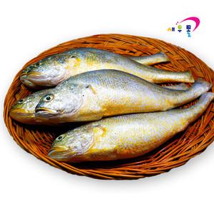 부세조기 300/400 12미 1박스(3.4kg)