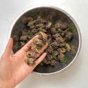 해녀채취 남해안 활 고동 1kg 맵싸리고동 고추골뱅이 맵사리