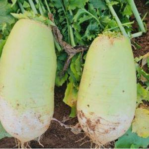 [기타]백작무 김장 무 야채 채소 식물 씨 종자 씨앗 500g