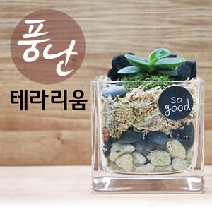 풍난테라리움/DIY/체험학습