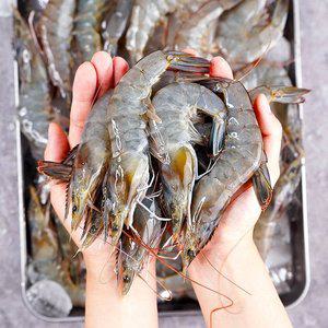 [전라도 청년] 제철 신안 흰다리새우 1kg