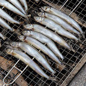 알이 꽉찬 알배기 열빙어 600gx3팩 / 시사모 술안주