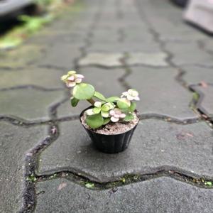 플랜츠펙토리 핑크 아악무 미니소품 다육이  05-15cm 19 은행목