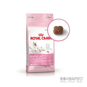 로얄캐닌 베이비캣10kg