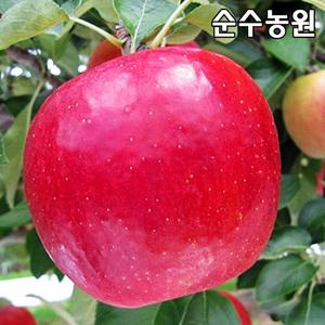 사과나무 묘목, 아리수 이중접목1년( M26) 뿌리묘 1개