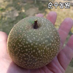 접목왕돌배나무 묘목 접목1년 뿌리묘(특) 1개/유실수/과실수