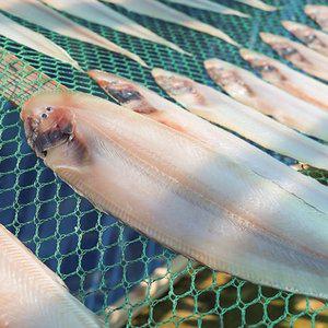 [통영수산물시장] 군산제조 반건조 손질 박대 2미 30~31cm내외