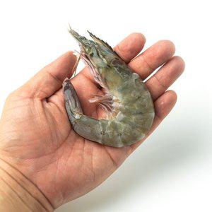 [당일조업] 국내산 제철 대하 흰다리새우 1kg(28-32미내외)