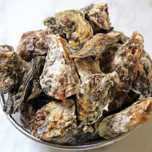 통영 생굴 하프셀 자연산 석화 국내산 산지직송 3kg