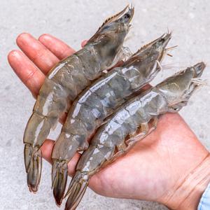 전남 신안 활 흰다리새우 2kg (54-60미 특품) 국산 제철새우