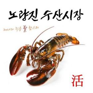 랍스타(活)(1kg/1.5kg/2kg)(노량진수산시장)해외직송